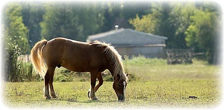 Tourisme équestre dans l'Aube