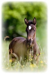Centre équestre dans l'Aube
