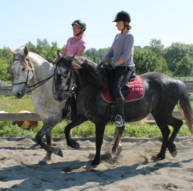 ours d'équitation adulte cours d'équitation adulte